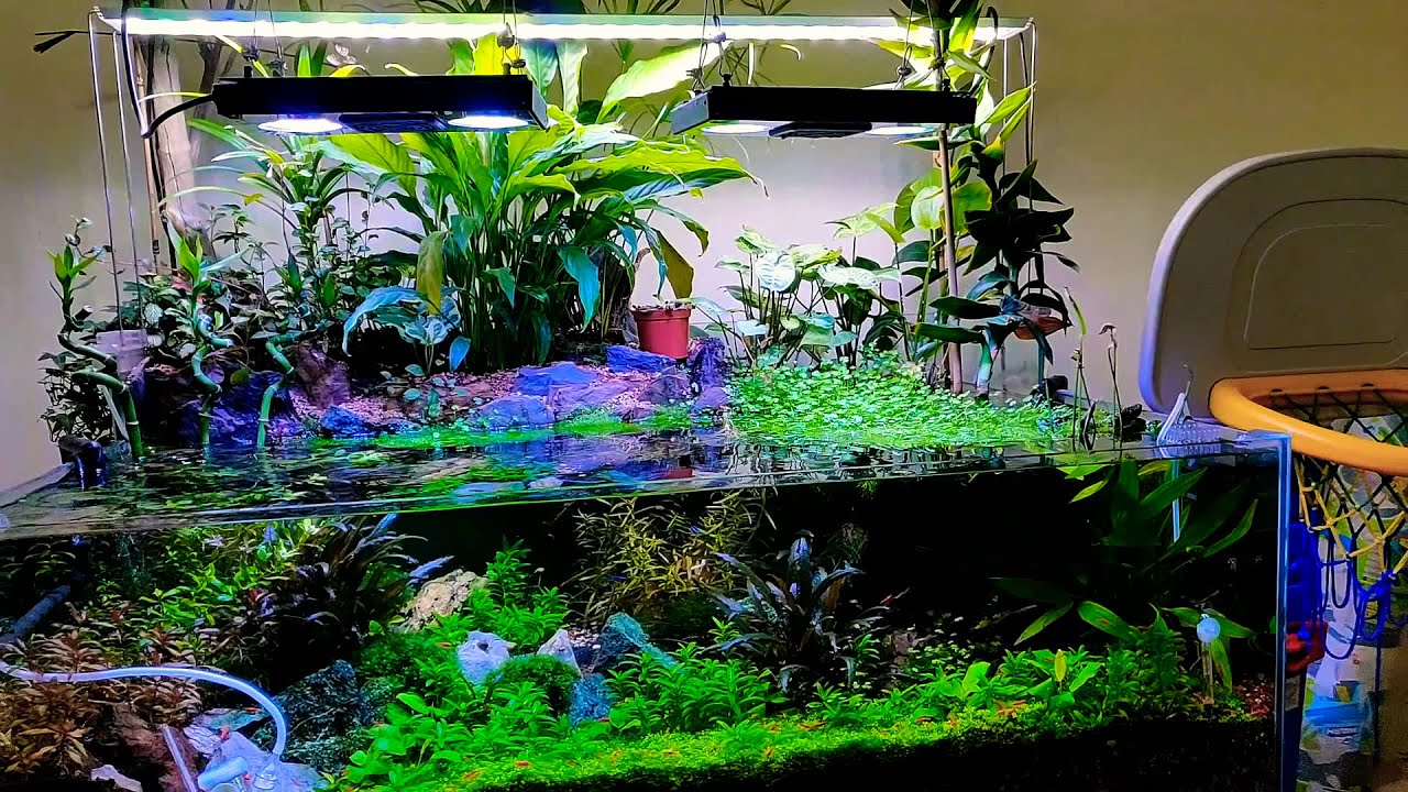 Best aquascaped Aquarium tank/paludarium ever seen