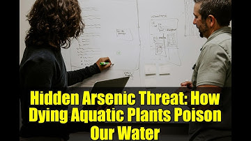 Hidden Arsenic Threat: How Dying Aquatic Plants Poison Our Water