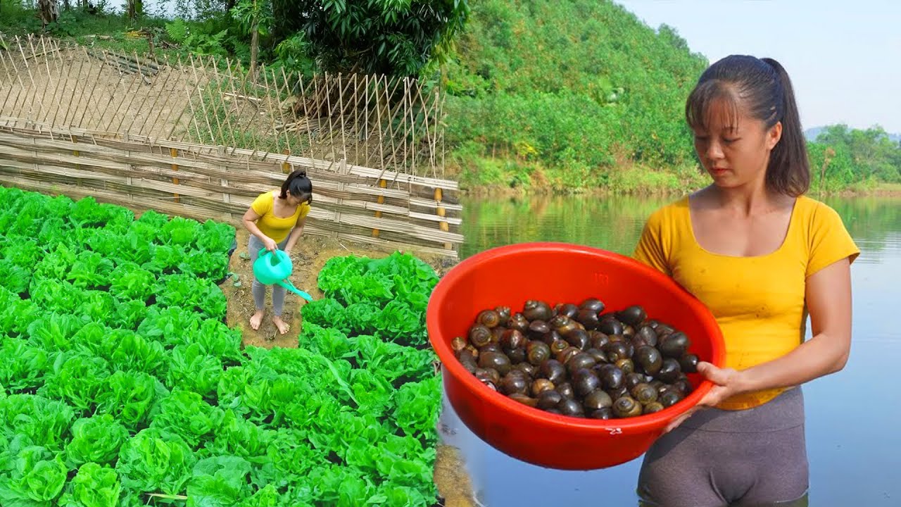 How To Grow Vegetable Garden - Harvesting Snails Under Pond, Snails Cook With Sour Bamboo Shoots