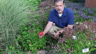 Red spider lily (Lycoris radiata) - Plant Identification