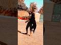 #dog gsd