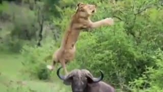 The Best Of Animal Attack 2022 - Most Amazing Moment's Of Wild Animals Fight! Wild Discovery Animal!