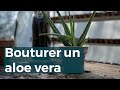 Comment bouturer un aloe vera