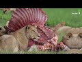 León vs tigre