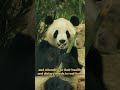 Giant Pandas Ping Ping And Fu Shuang Have Arrived In The U.S. | iPanda【Pandas’ World Travel】