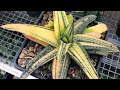 Коллекция редких Гастерий Георгия Аристова - Gasteria collection