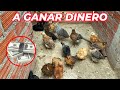 Has t negocio y gana dinero con 20 gallinas con poco presupuesto