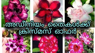 അഡീനിയം തൈകൾക്ക് Offer Sale!! ക്രിസ്മസ് ഓഫർ!!