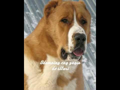 Alabay - YouTube