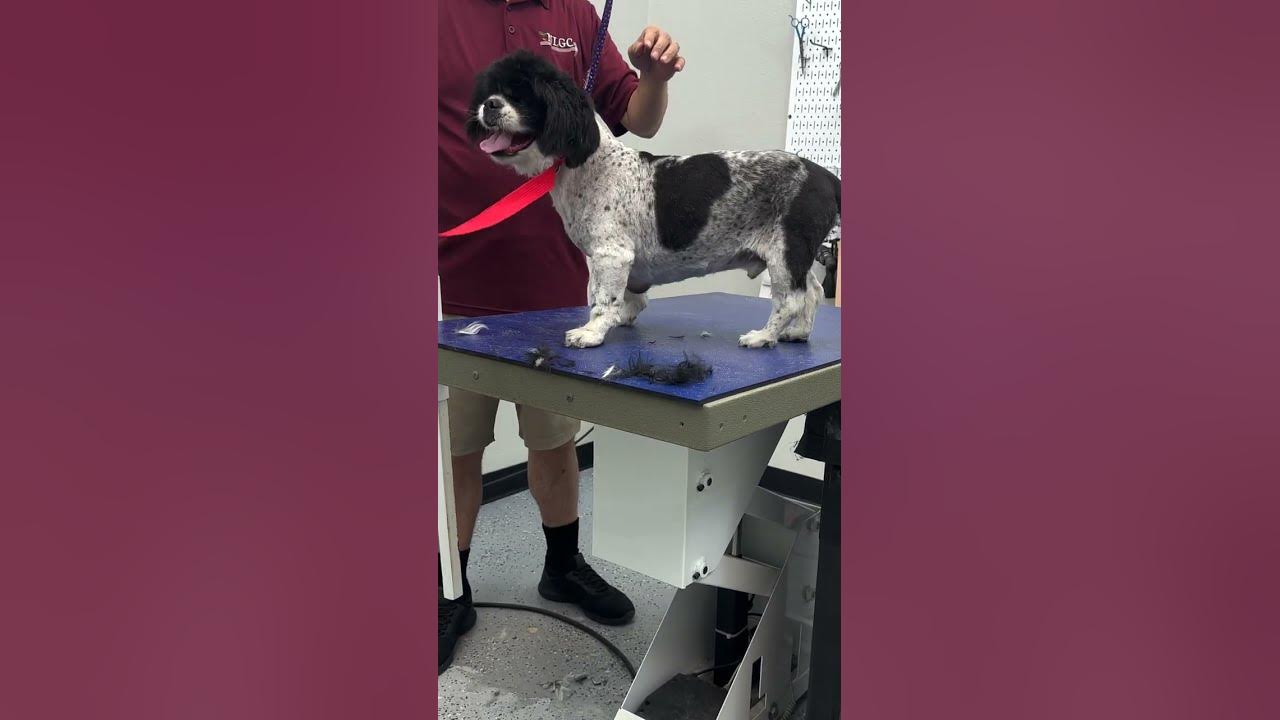 trazodone and gabapentin for aggressive dogs