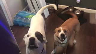 Singing Good Morning Wake Up Song To My Dogs