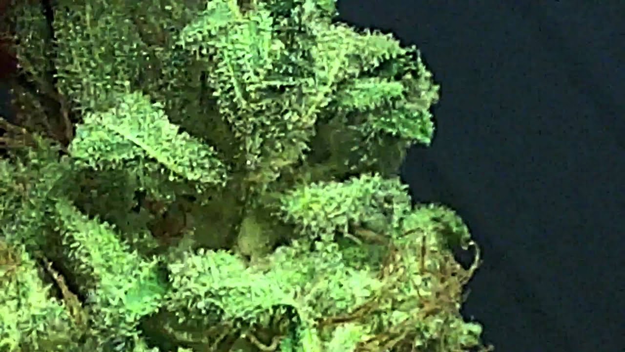 dna genetids sour kush(ogxbubba)