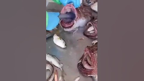 Stan Twitter: Fat fish throating a water hose! GULP GULP GULP GULP fr Cupcakke! 👅💦