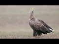 Wild Eagle singing