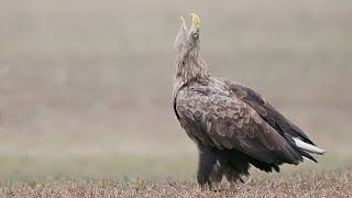 White-tailed Eagle singing by Wildlife World 2,982 views 5 months ago 10 seconds