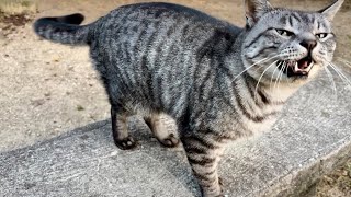 相方の三毛猫ちゃんを探すサバちゃん、そこには居ないと思うぞ - YouTube