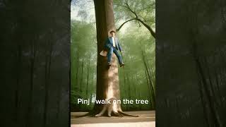 Pinj - Walk on the tree