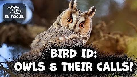 Owls In The British Isles & How To Identify Their Calls