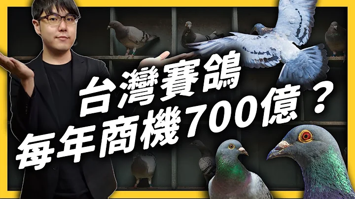 一只鸽子身价破千万！商机蓬勃的台湾赛鸽，在国际上却陷入了形象危机？《 台味七七 》EP019｜志祺七七 - 天天要闻