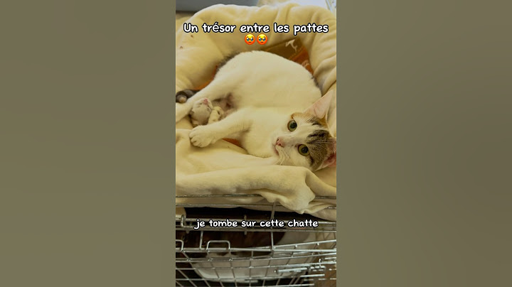 Un trésor entre les pattes 🥹 #chaton #chats #catlover #kitten