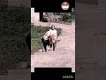 Dog Stole It &amp; Ran Away 😂 Aunty Shocked! #shorts #funny #viral