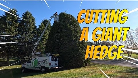 How We Trim This Giant Hedge?