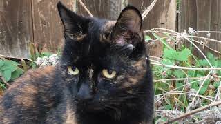 Pip the Tortie Kitty in the Garden by Kerry Barbero 33 views 4 years ago 1 minute, 31 seconds