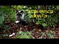 シャム猫♀ちゃん足を痛めて6日目の朝