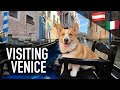 EUROPE ADVENTURE (3/3) - Topi the Corgi