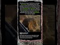 This Lion Isn’t Hunting — He’s Asking for a Ride 🦁 #Nature #Funny #Wildlife