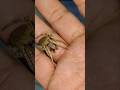 Big Brown Spider #spider