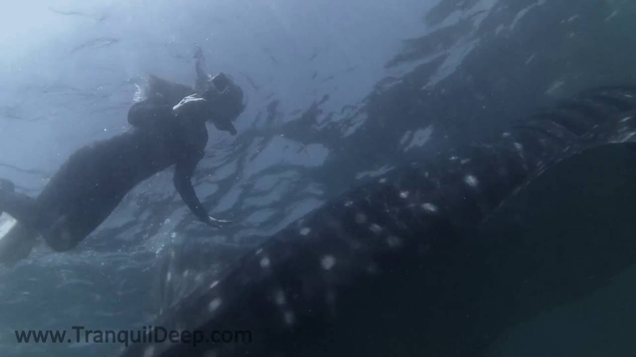 Freediving with whale sharks Bahia de los Angeles 2016 YouTube