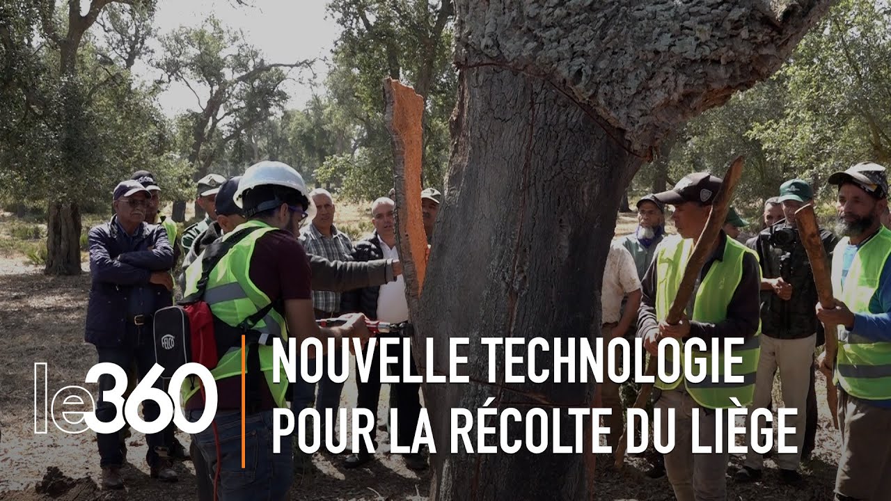 La production du liège rapporte au Maroc une recette annuelle de 54 millions de dirhams