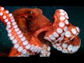 National Geographic: Giant pacific octopus | Discovery Documentary