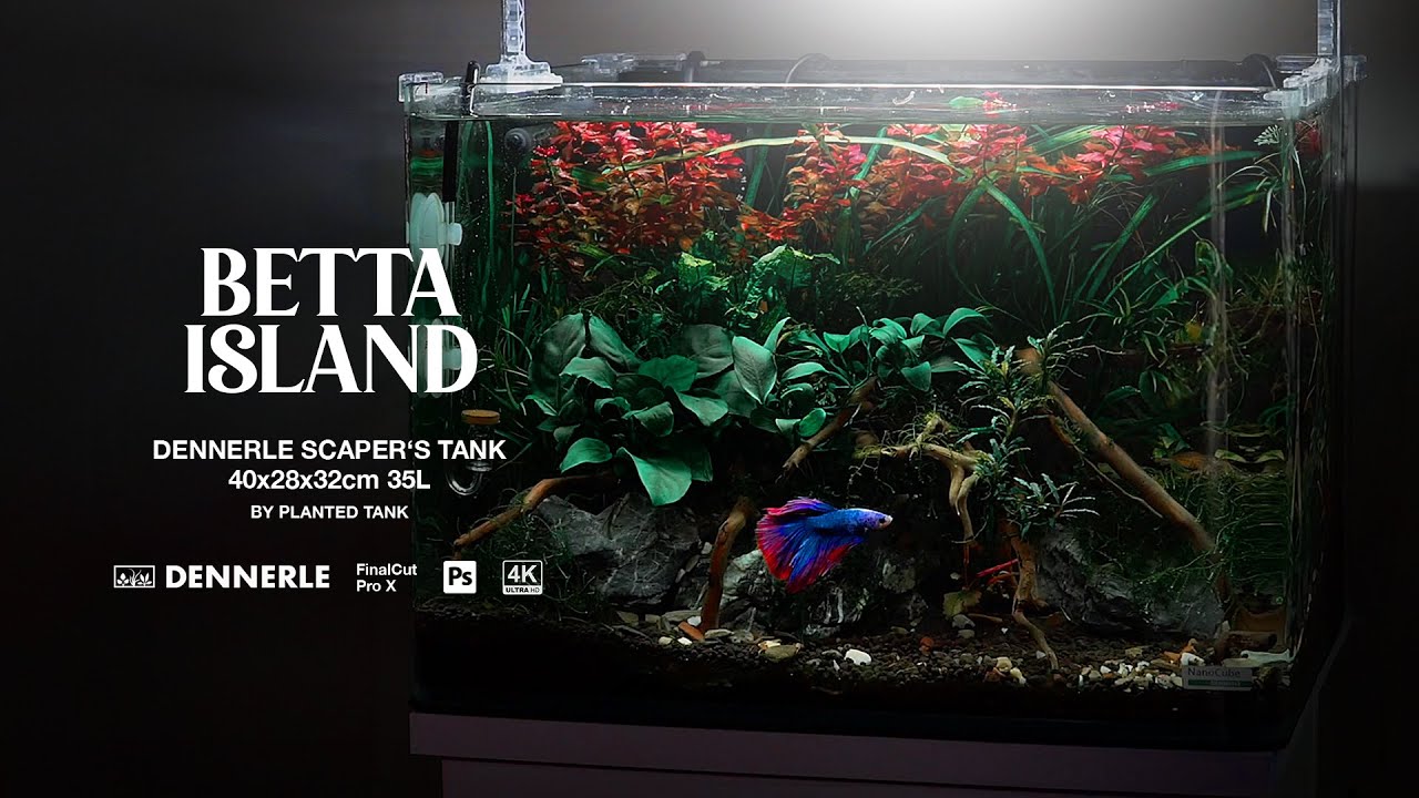 Easy planted BETTA TANK for beginners