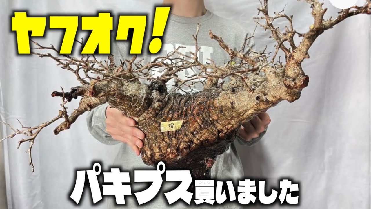 全て見せます【パキプス発根管理】〜25日目