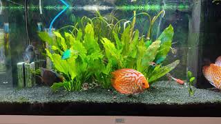 Juwel Rio 125 discus