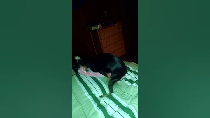 Puppy Issues