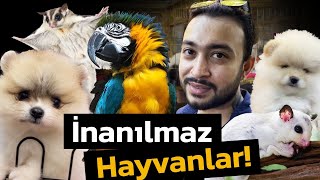 Al Ür Dünyanın En Ucuz Hayvan Pazarı Ne Ararsan Var