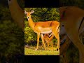 After raising SIX babies, this mom FINALLY gets a break#wildlife #shorts #animals #nature #video