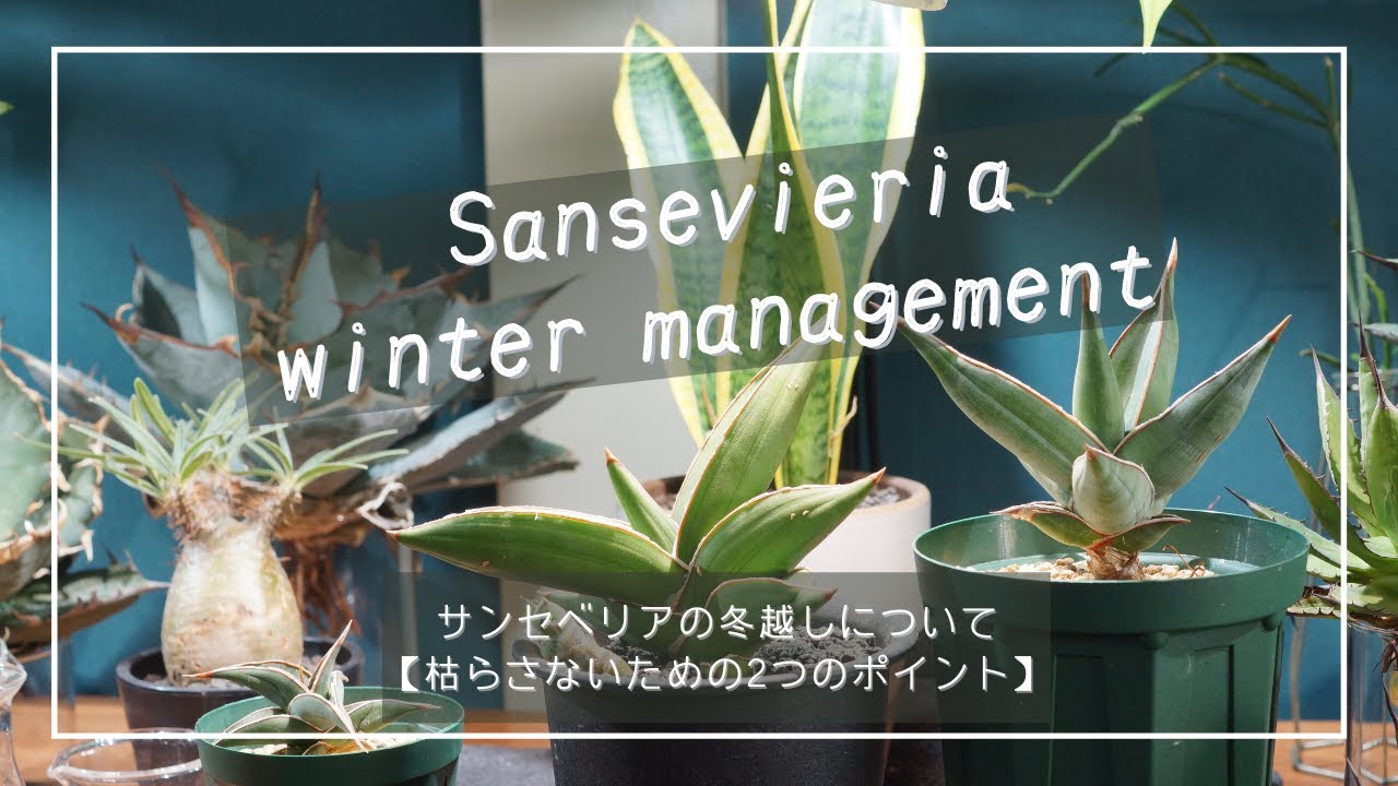サンセベリアの冬越しについて 枯らさないための2つのポイント Youtube