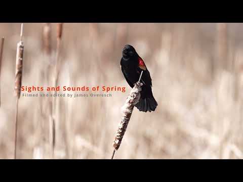 The Sights and Sounds of Spring!
