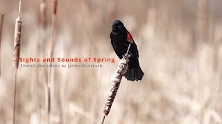 The Sights and Sounds of Spring!