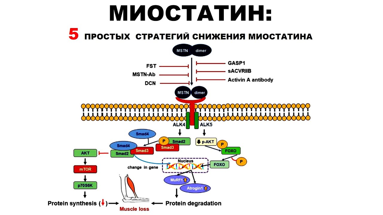 МИОСТАТИН: ПЯТЬ ПРОСТЫХ СТРАТЕГИЙ СНИЖЕНИЯ МИОСТАТИНА - YouTube