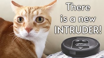 There is a new INTRUDER in the house! (Robot Vacuum cat reaction)