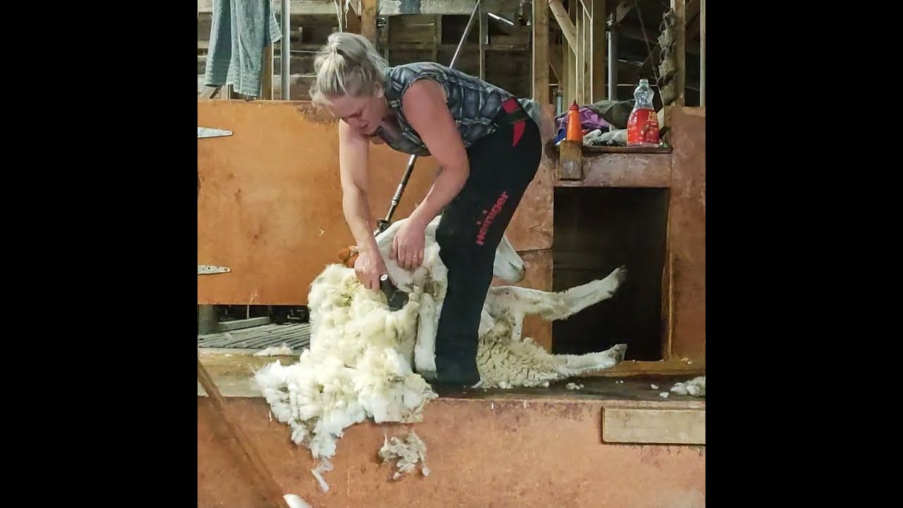 Female shearing sheep in New Zealand & pressing a bale of wool 