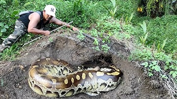 Munculnya Sosok Raja Ular Giant Golden Python Buntet di dalam lubang...!!!