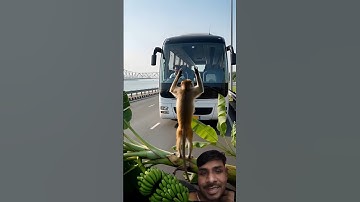 🐒The monkey pushes a banana tree to save everyone on the bus #monkey #animals#wildliferescue#rescue