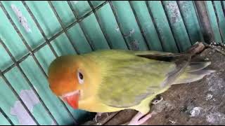 Parblue Ewing Opaline Split Dilute Male