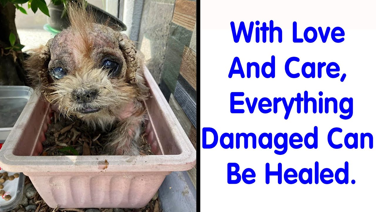 50 Wholesome Rescue Dog Pics To Heal Your Soul - Cute Dogs